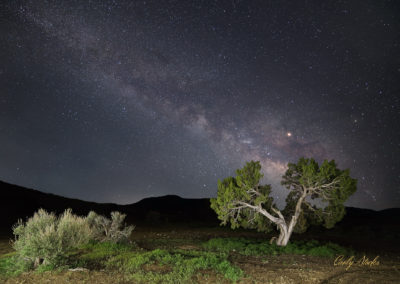 Milky Way and tree at Five Mile Pass Utah