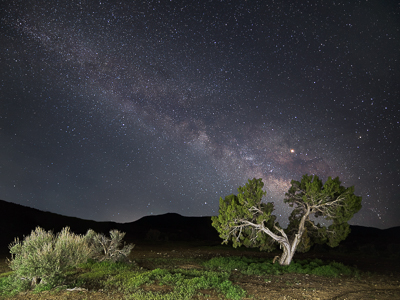 Milky Way over a tree and bush at Five Mile Pass, Utah